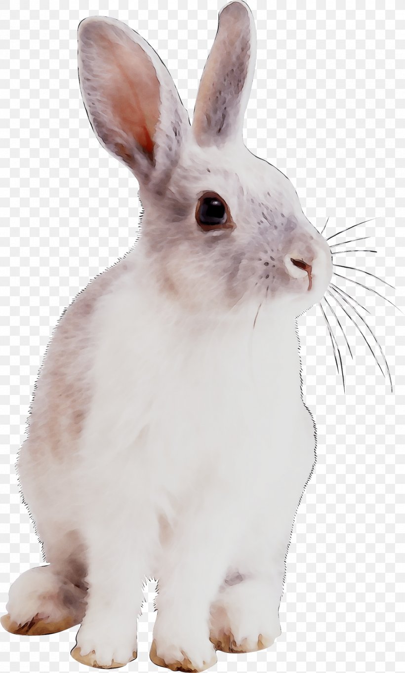 Domestic Rabbit Hare Whiskers Snout, PNG, 1834x3049px, Domestic Rabbit, Animal Figure, Arctic Hare, Ear, Hare Download Free