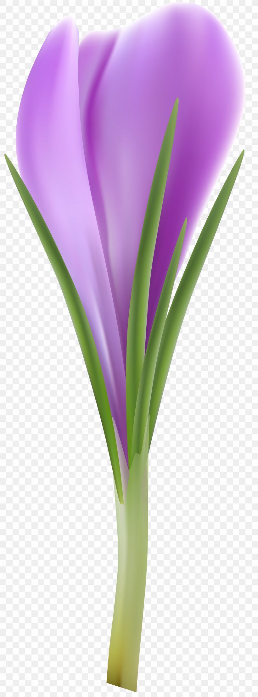 Flower Clip Art, PNG, 4993x13491px, Flower, Advertising, Animaatio, Close Up, Crocus Download Free