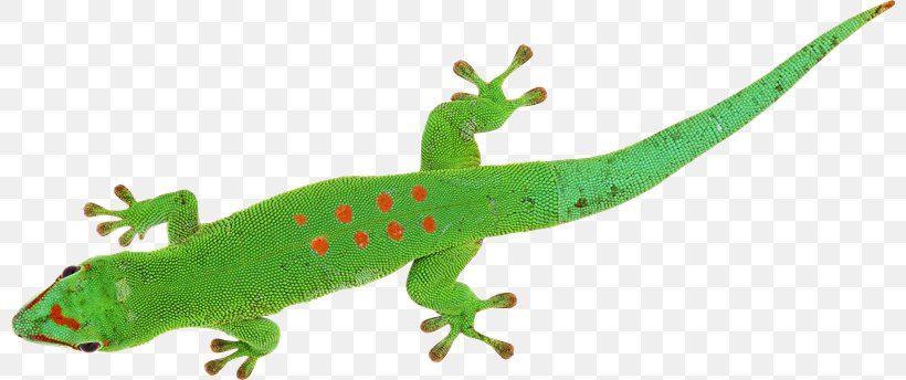 Gecko Lizard Chameleons Reptile, PNG, 800x344px, Gecko, Amphibian, Animal Figure, Chameleons, Common Iguanas Download Free