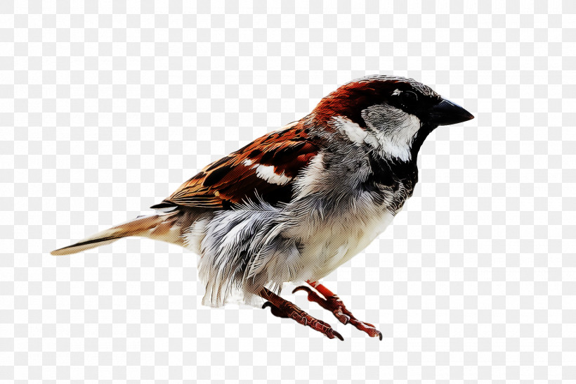 Bird, PNG, 1920x1280px, Bird, Beak, Finch, House Sparrow, Perching Bird Download Free