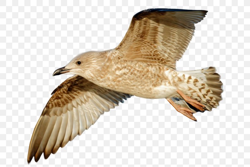 Bird European Herring Gull Hawk Image Flight, PNG, 700x548px, Bird, Animal, Beak, Charadriiformes, Eagle Download Free