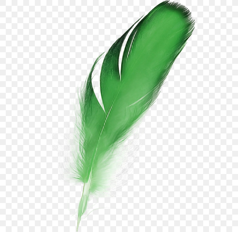 Feather, PNG, 529x800px, Feather Download Free