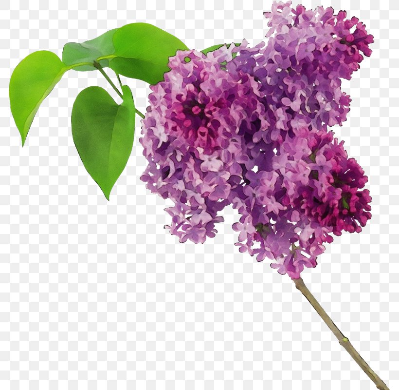 Flower Lilac Lilac Plant Purple, PNG, 784x800px, Watercolor, Buddleia, Cut Flowers, Flower, Lilac Download Free