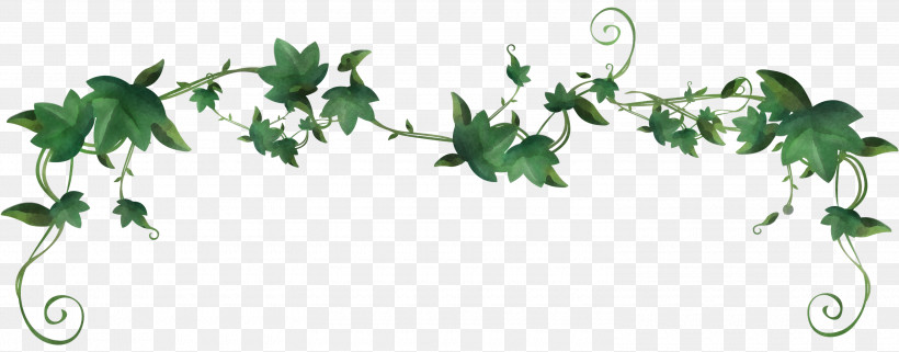 Ivy, PNG, 3000x1175px, Leaf, Flower, Holly, Ivy, Ivy Family Download Free