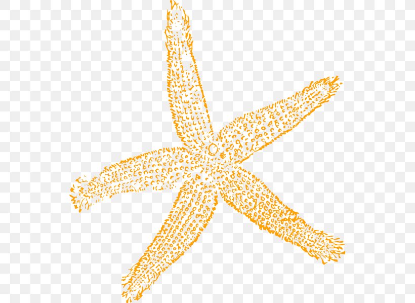 Starfish Free Content Royalty-free Clip Art, PNG, 546x598px, Starfish, Blog, Body Jewelry, Drawing, Echinoderm Download Free