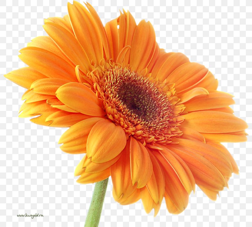 Transvaal Daisy Orange Stock.xchng Flower Bouquet, PNG, 800x737px, Transvaal Daisy, Annual Plant, Birthday, Calendula, Close Up Download Free