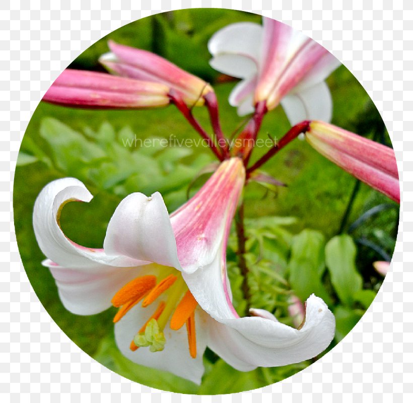 Wildflower Lily M, PNG, 800x800px, Wildflower, Flora, Flower, Flowering Plant, Lily Download Free