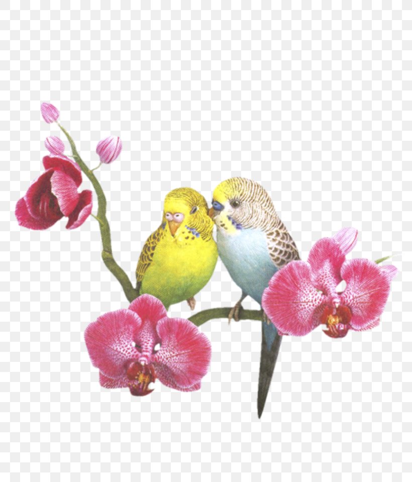 Woman Clip Art, PNG, 800x959px, Woman, Beak, Bird, Blossom, Couple Download Free
