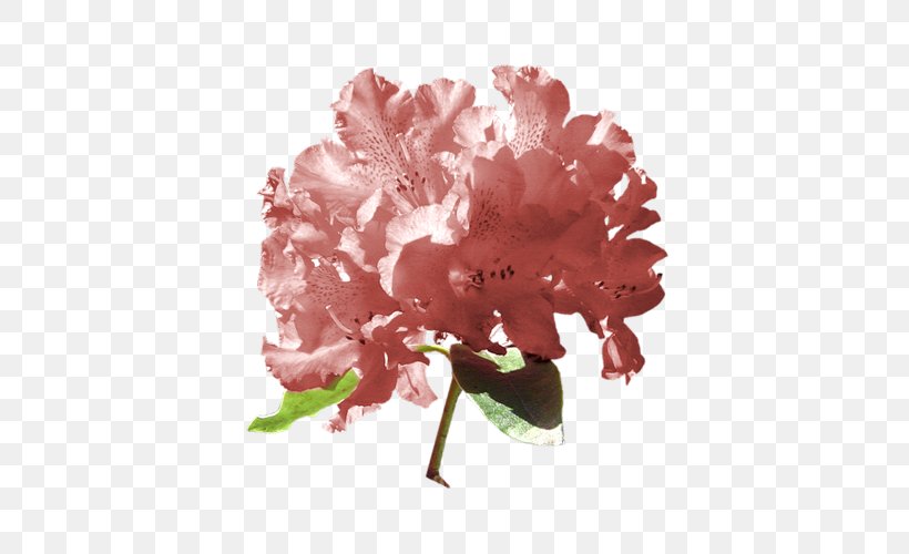 Azalea Carnation Peony Cut Flowers, PNG, 500x500px, Azalea, Blossom, Carnation, Cut Flowers, Flower Download Free