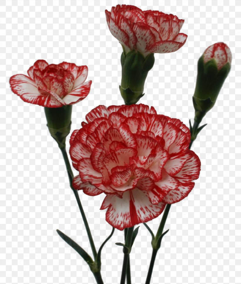 Garden Roses Carnation Cut Flowers Petal, PNG, 2204x2592px, Garden Roses, Carnation, Color, Cut Flowers, Dianthus Download Free
