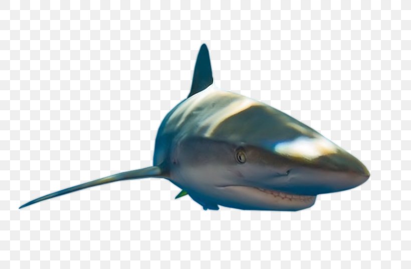 Great White Shark Requiem Sharks Lamniformes Marine Biology, PNG, 800x537px, Great White Shark, Biology, Carcharodon, Cartilaginous Fish, Fin Download Free