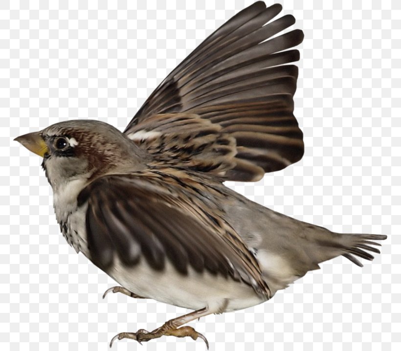 House Sparrow Bird Common Nightingale Image, PNG, 767x718px, House Sparrow, American Sparrows, Beak, Bird, Cattle Download Free