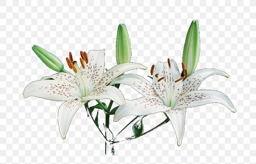 Liliaceae Bulb Flower Lilium Brownii Lilium Auratum, PNG, 700x525px, Liliaceae, Aloe, Aloe Polyphylla, Artificial Flower, Bulb Download Free