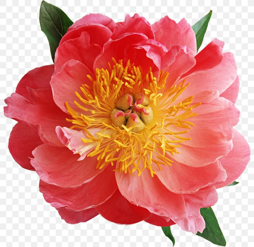 Moutan Peony Pink Flowers Clip Art, PNG, 800x796px, Peony, Annual Plant, Camellia, Camellia Sasanqua, Flower Download Free