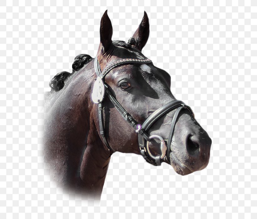 Stallion Mare Trakehner Mustang Gestüt, PNG, 587x700px, Stallion, Bridle, Halter, Horse, Horse Harness Download Free