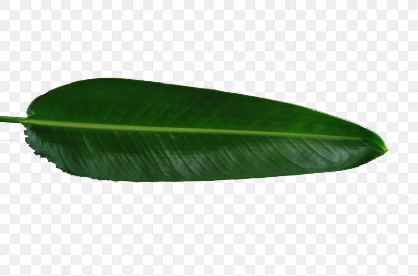 Banana Leaf, PNG, 1024x678px, Banana Leaf, Banana, Leaf, Plant Download Free