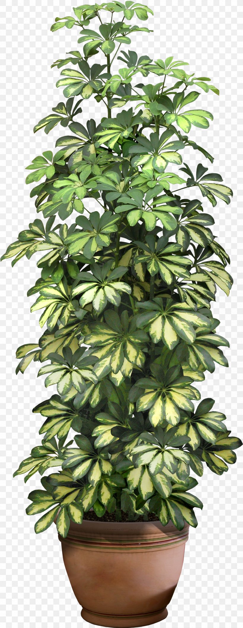 Fiddle-leaf Fig Weeping Fig Houseplant Flowerpot, PNG, 1220x3154px, Fiddleleaf Fig, Evergreen, Fig Trees, Flower, Flowerpot Download Free