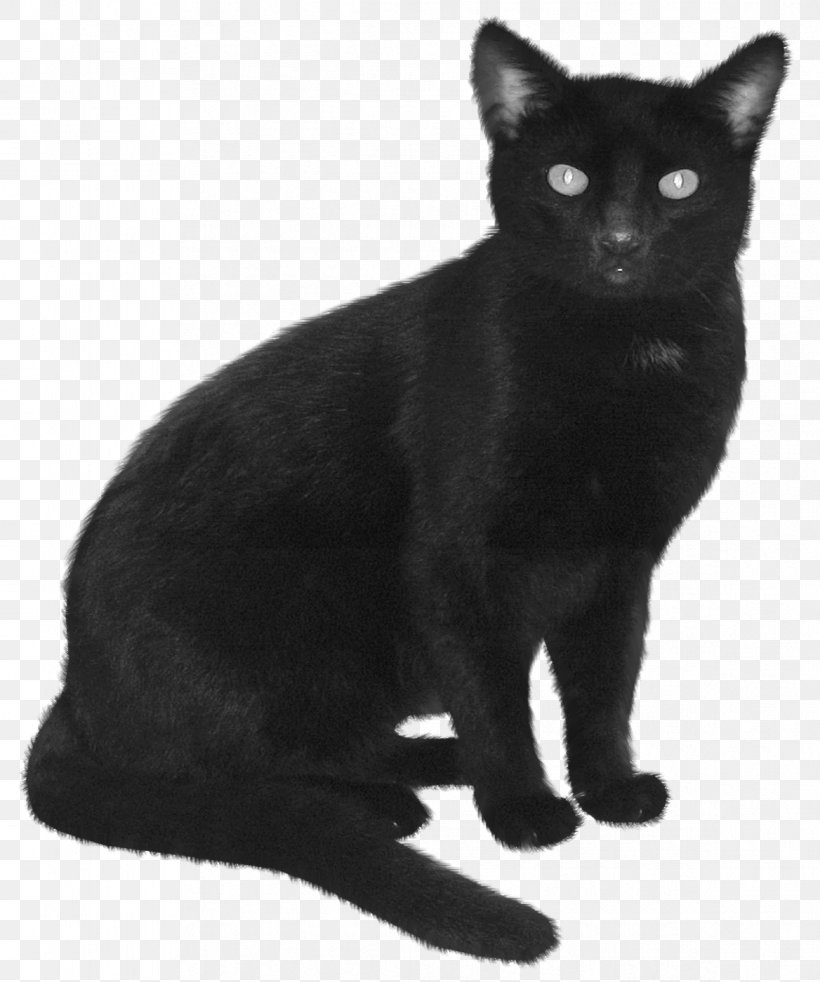 Himalayan Cat Burmese Cat Black Cat Kitten Feral Cat, PNG, 1168x1400px, Himalayan Cat, Asian, Black, Black And White, Black Cat Download Free