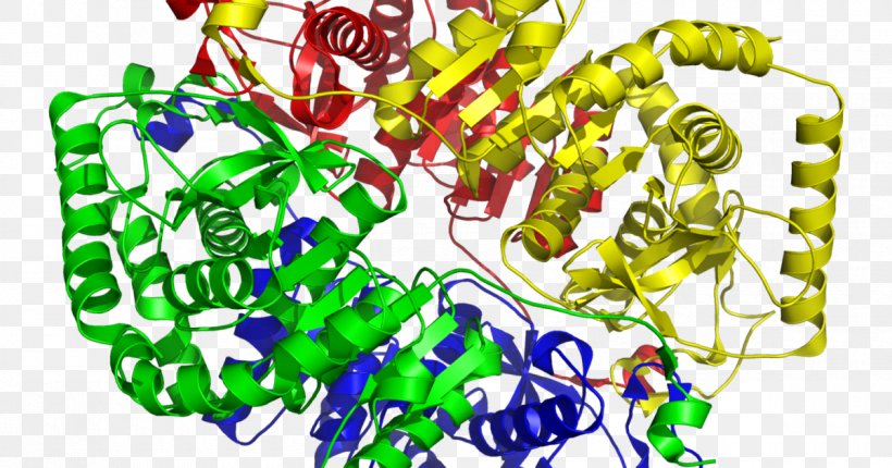 Lactate Dehydrogenase Enzyme Biology Physiology, PNG, 1200x630px, Lactate Dehydrogenase, Anatomy, Art, Biology, Cell Download Free