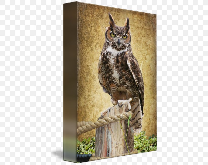 Owl Fauna Beak Wildlife, PNG, 427x650px, Owl, Beak, Bird, Bird Of Prey, Fauna Download Free