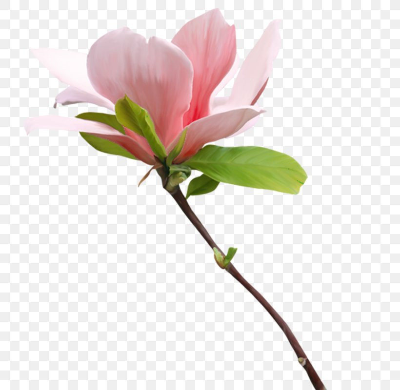 Pink Flower Cartoon, PNG, 800x800px, Gel Nails, Bud, Color, Cut Flowers, Flower Download Free