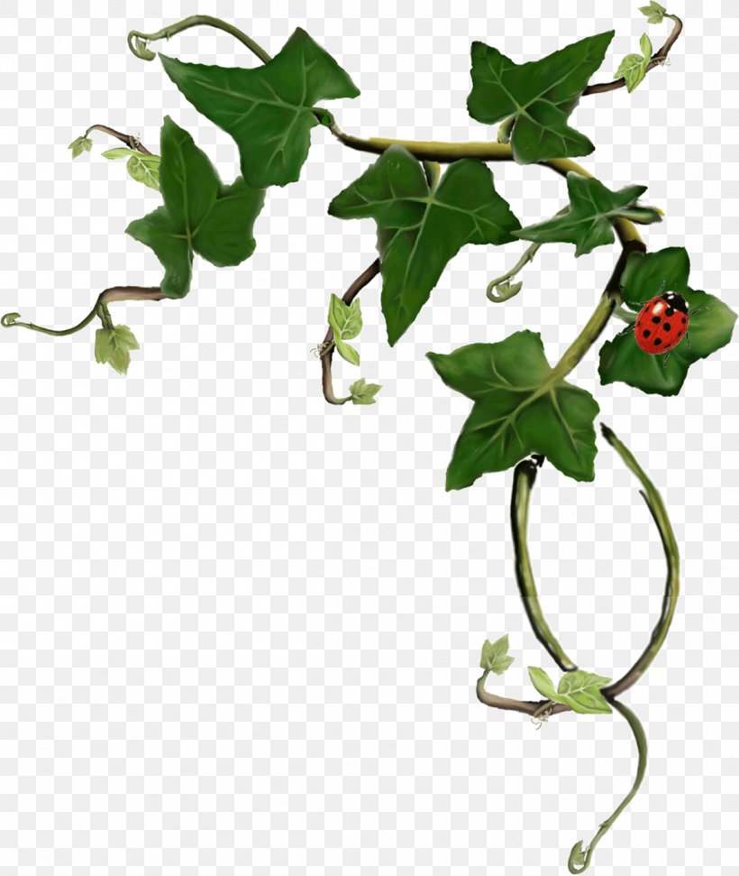 Common Ivy Plant Stem LRM, PNG, 1153x1366px, Common Ivy, Branch, Flemish, Flemish Region, Flora Download Free