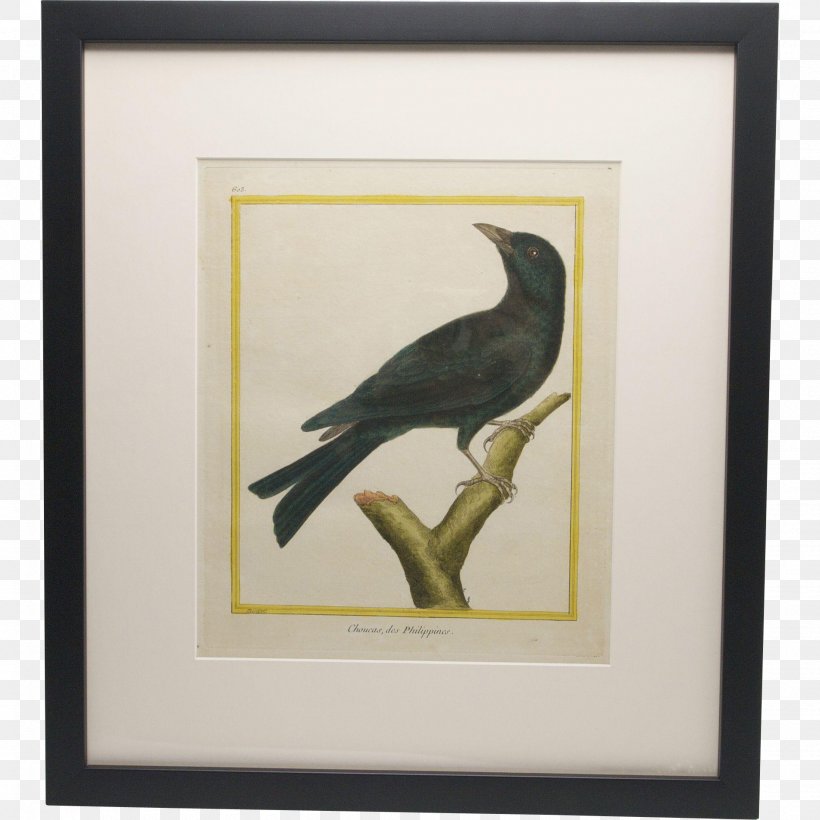 Crow Natural History Of Birds, Fish, Insects, And Reptiles Western Jackdaw, PNG, 1900x1900px, Crow, Art Museum, Beak, Bird, Engraving Download Free