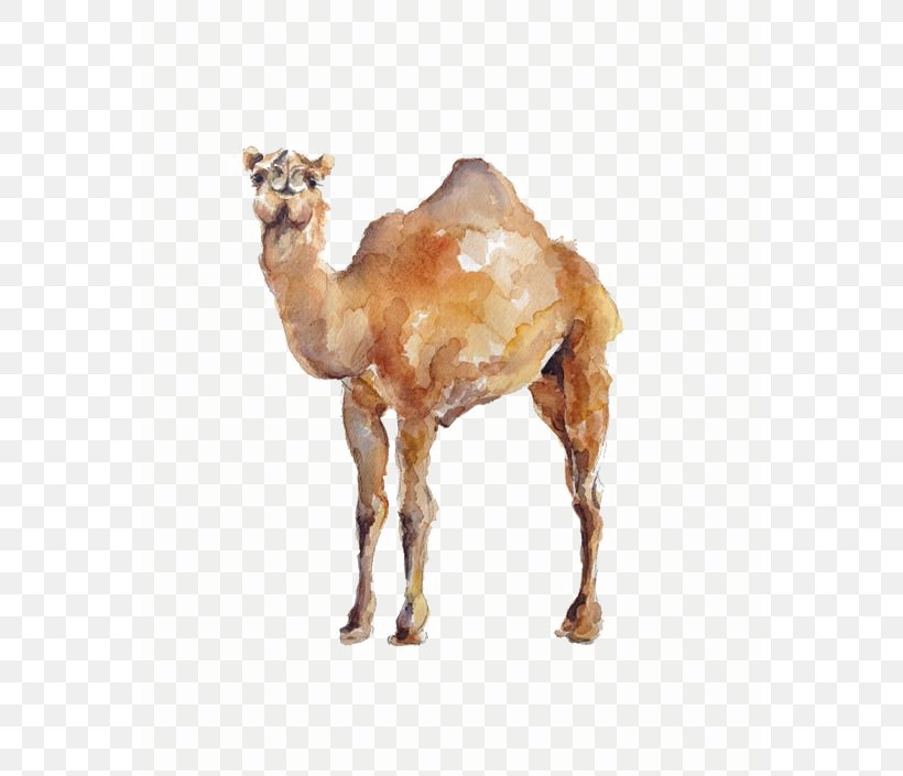 Dromedary Watercolor Painting Illustration, PNG, 564x705px, Dromedary, Arabian Camel, Art, Camel, Camel Like Mammal Download Free