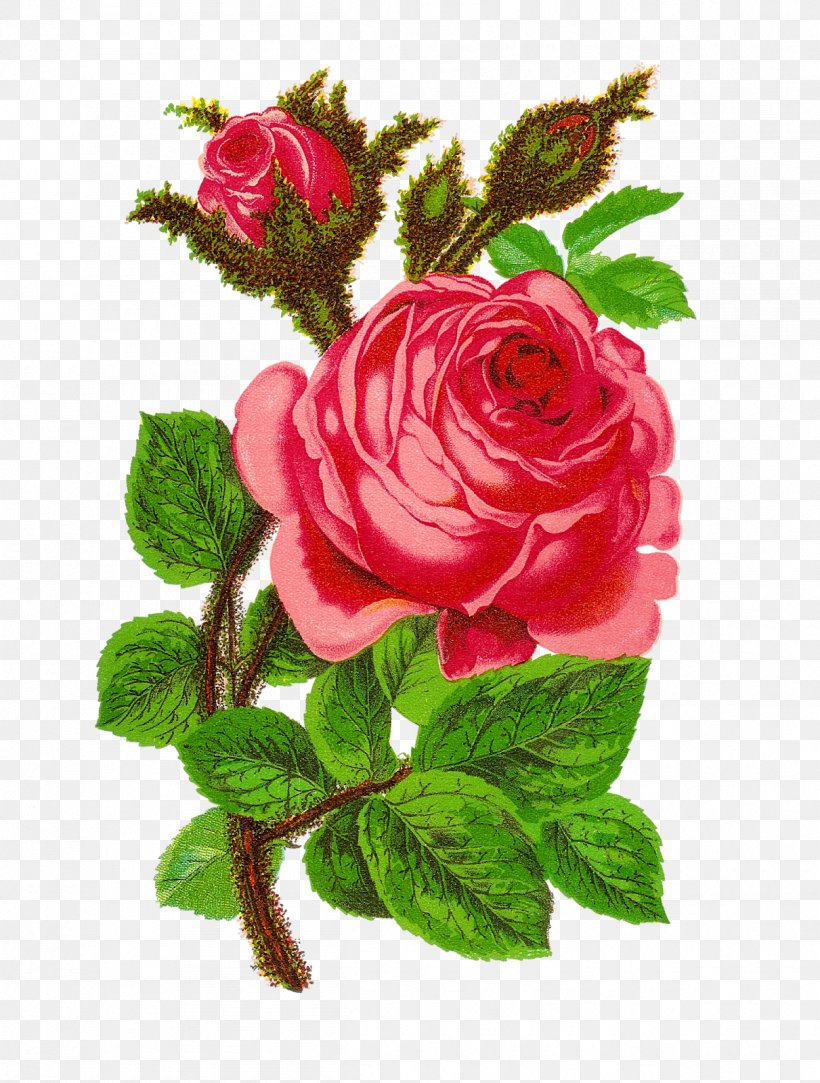 Garden Roses Clip Art Floral Design Openclipart Pink, PNG, 1211x1600px ...