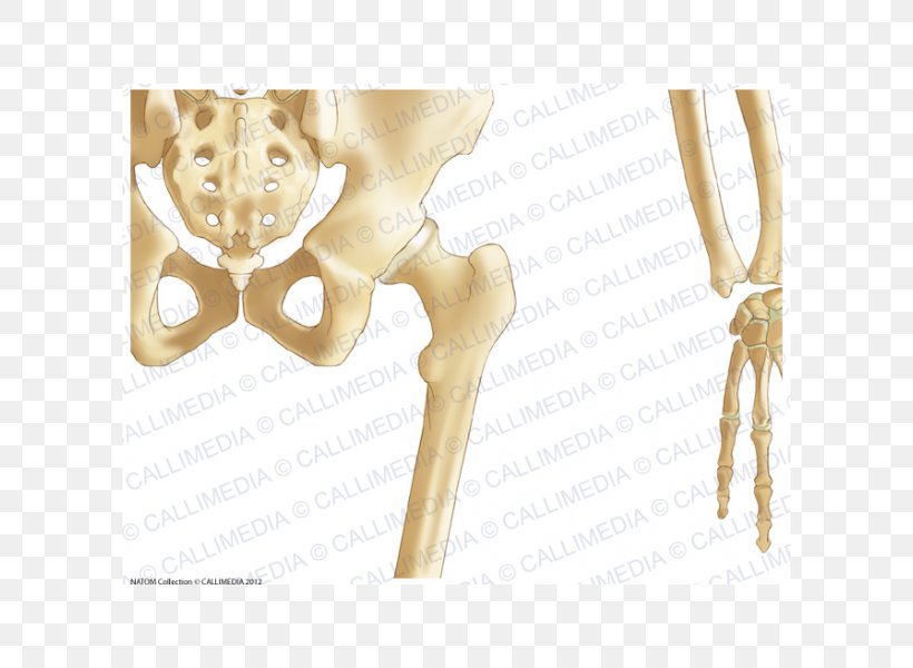 Pelvis Hip Bone Human Skeleton, PNG, 600x600px, Watercolor, Cartoon, Flower, Frame, Heart Download Free