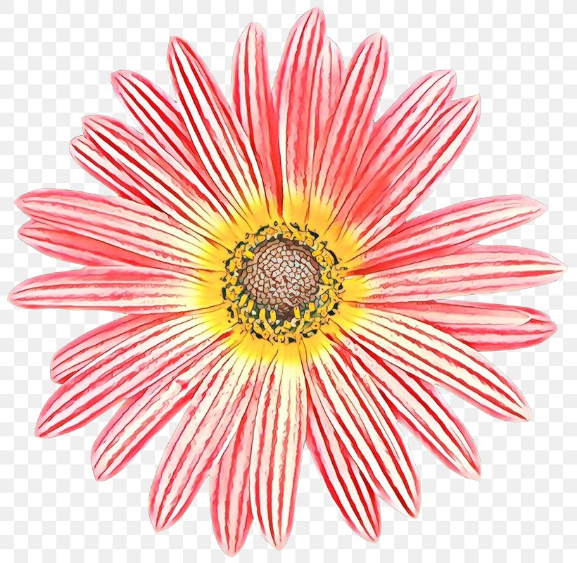 Vector Graphics Image Royalty-free Illustration Stock Photography, PNG, 800x800px, Royaltyfree, Art, Aster, Barberton Daisy, Cut Flowers Download Free