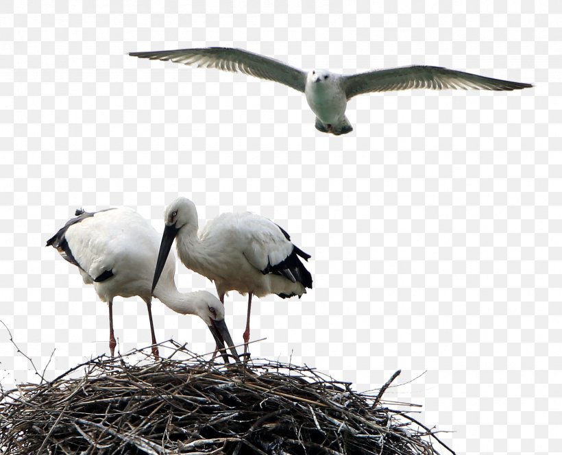 White Stork Bird Crane, PNG, 1692x1372px, White Stork, Animal, Beak, Bird, Ciconia Download Free