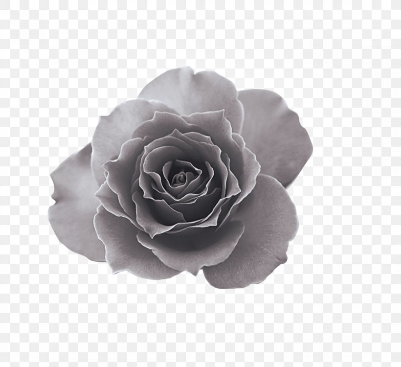 Black And White Euclidean Vector, PNG, 1148x1050px, Black And White, Flower, Monochrome Photography, Petal, Plant Download Free