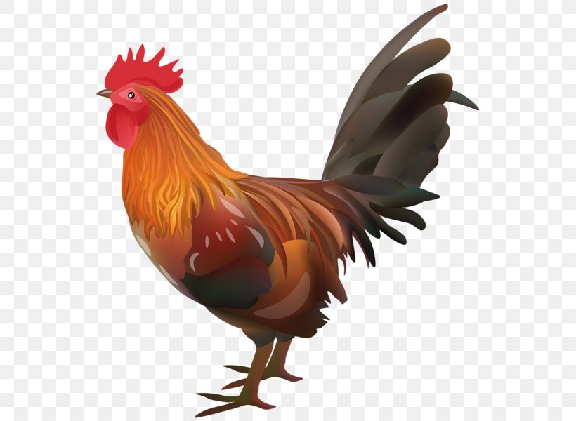 Chicken Egg Rooster Vector Graphics Illustration, PNG, 555x600px, Chicken, Agriculture, Animal Figure, Bauernhof, Beak Download Free