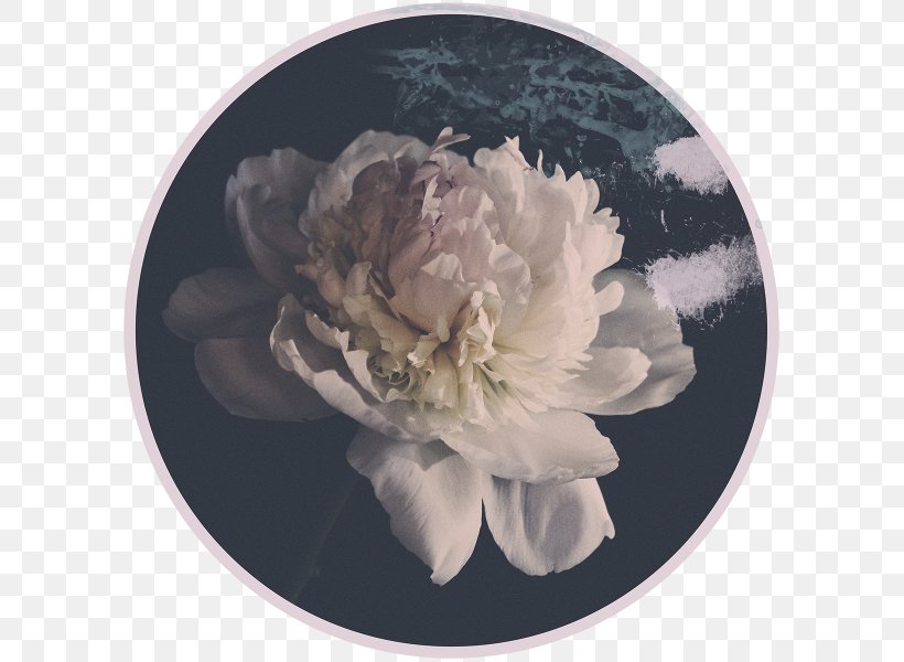 Digital Photography Peony 24/7 .com, PNG, 600x600px, Photography, Com, Digital Photography, Flower, Flowering Plant Download Free