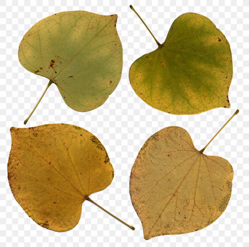 Eastern Redbud Leaf Tree Bark, PNG, 1024x1018px, Eastern Redbud, Autumn Leaf Color, Bark, Bud, Deciduous Download Free
