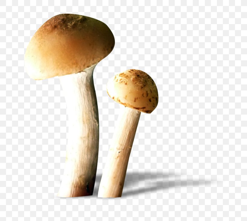 Edible Mushroom Fungus Food, PNG, 800x733px, Edible Mushroom, Animaatio, Boletus Edulis, Food, Fungus Download Free