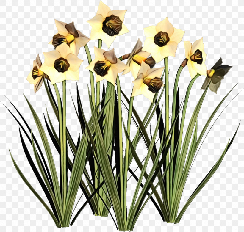 Flower Plant Grass Yellow Narcissus, PNG, 1063x1012px, Watercolor, Amaryllis Family, Flower, Grass, Houseplant Download Free