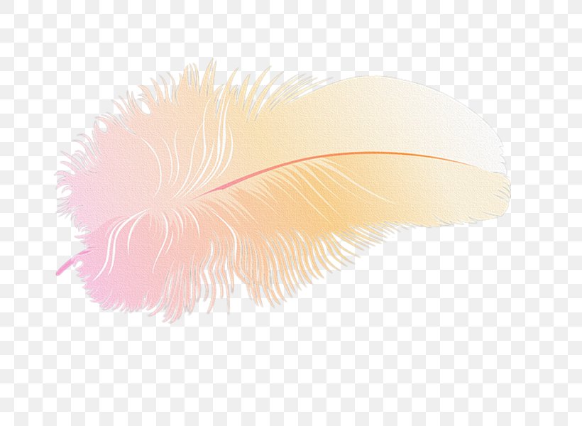 Feather, PNG, 800x600px, Feather, Quill, Wing Download Free