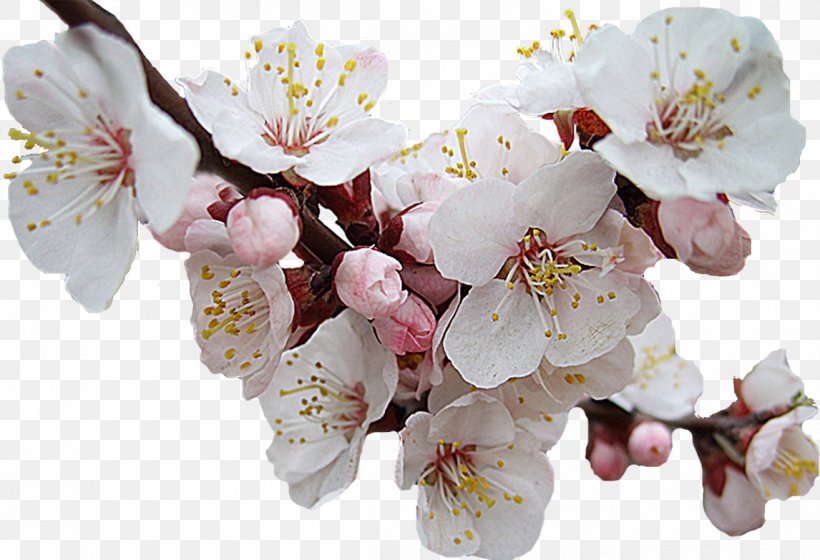 Flower Clip Art, PNG, 1146x783px, Flower, Blossom, Branch, Cherry Blossom, Floral Design Download Free