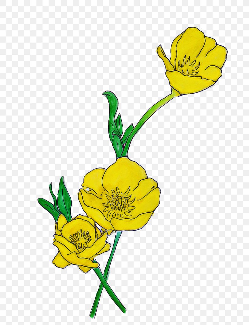 Drawing Of Family, PNG, 748x1069px, Persian Buttercup, Buttercup, Cut Flowers, Drawing, Evening Primrose Download Free