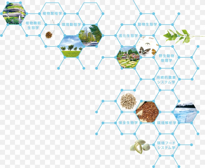 Ecology Tamagawa University Organism Insect Research, PNG, 1086x892px, Ecology, Area, Behavior, Chemical Ecology, Diagram Download Free