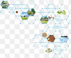 Insect - Ecology Tamagawa University Organism Insect Research PNG
