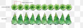 Evergreen Western Redcedar Arborvitae Tree PNG