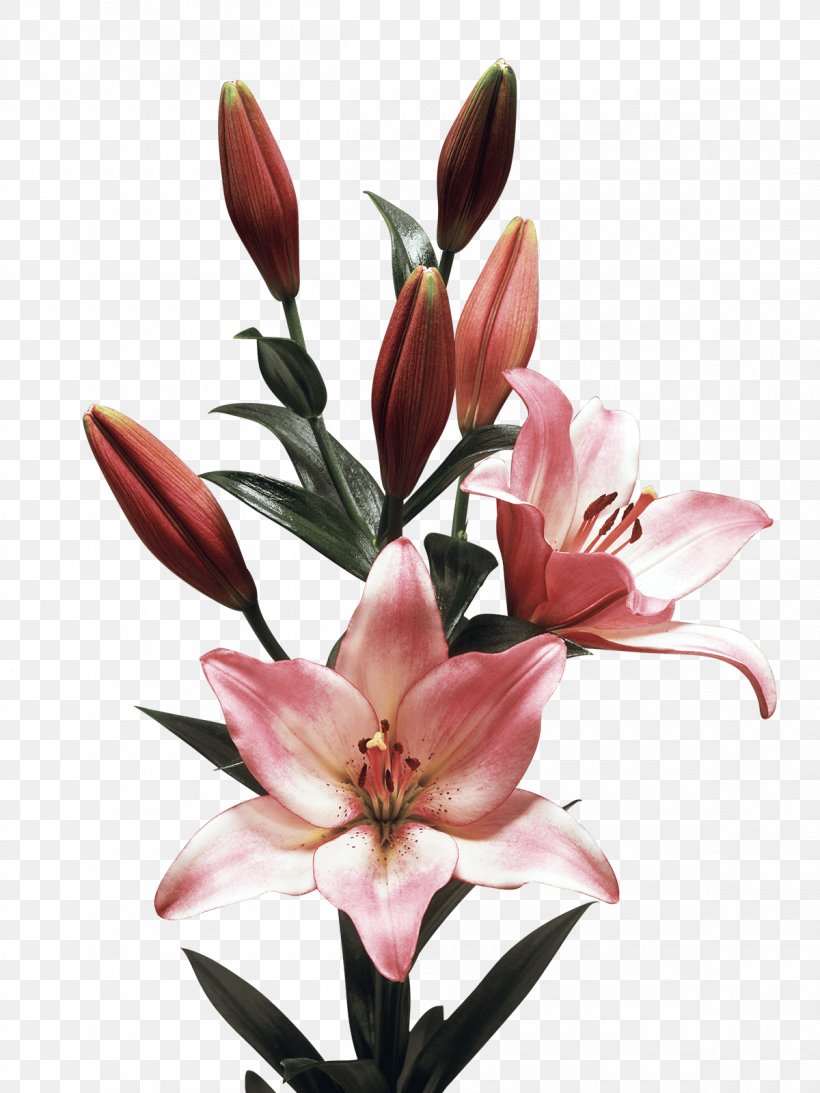 Lilium Royal Van Zanten Plant Flower Liliaceae, PNG, 1200x1600px, Lilium, Bulb, Cut Flowers, Flower, Flowering Plant Download Free