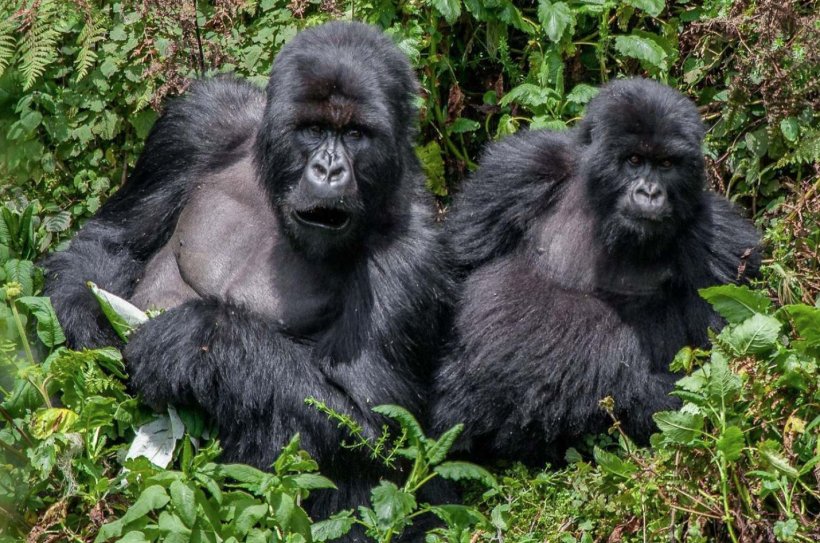 Queen Elizabeth National Park Bwindi Impenetrable National Park Murchison Falls National Park Gorilla Safaris: Encounter Africa Safaris Ltd, PNG, 1430x948px, Queen Elizabeth National Park, Backpacking, Birdwatching, Bwindi Impenetrable Forest, Bwindi Impenetrable National Park Download Free