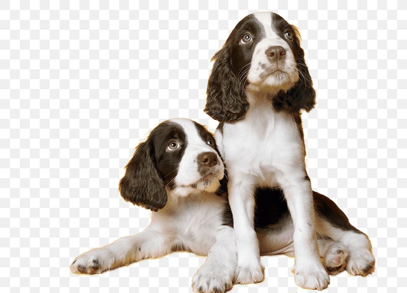 English Springer Spaniel Welsh Springer Spaniel Field Spaniel Drentse Patrijshond French Spaniel, PNG, 695x592px, English Springer Spaniel, Breed, Carnivoran, Cocker Spaniel, Companion Dog Download Free