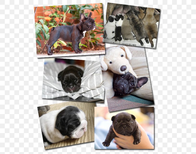 French Bulldog Pug Puppy Dog Breed, PNG, 535x648px, French Bulldog, Animal, Breed, Bulldog, Canidae Download Free