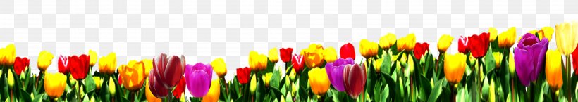 Tulip Nosegay Flower Bouquet Wallpaper, PNG, 5906x1046px, Tulip, Flower, Flower Bouquet, Flowering Plant, Grass Download Free