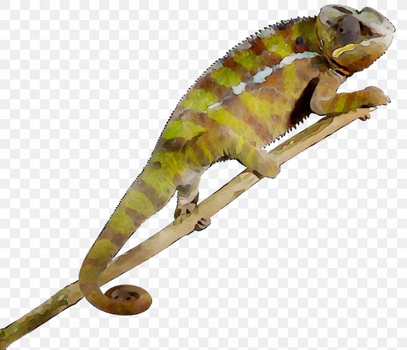Chameleons African Chameleon Gecko Fauna Terrestrial Animal, PNG, 1235x1062px, Chameleons, African Chameleon, Animal, Animal Figure, Chameleon Download Free
